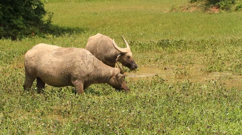 Buffalo Stock Footage 32186040