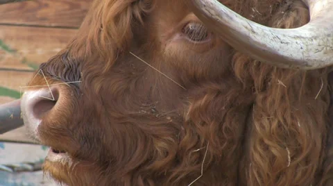 Buffalo Video stock 34994395