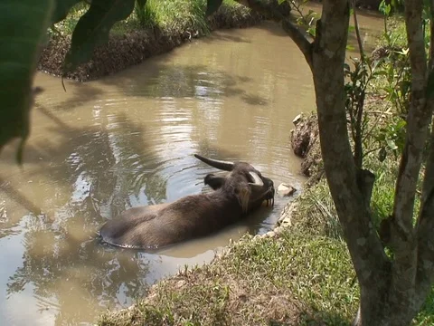 Buffalo Video stock 73681684