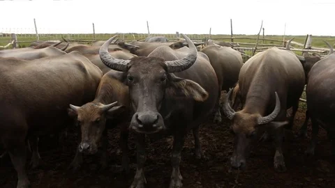 Buffalo 動画素材 73720178