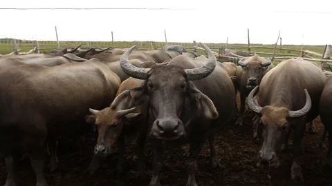 Buffalo Stock Footage 73720230