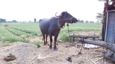 Buffalo Stock Footage 75050103