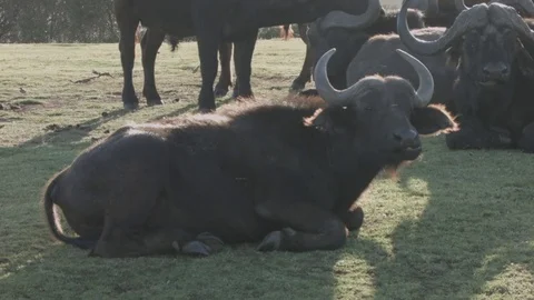 A Buffalo Vídeo Stock 76436882