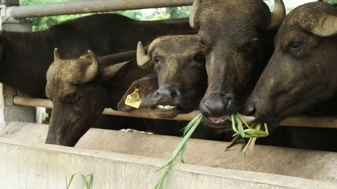 Buffalo Stock Footage 79506947