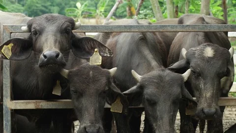 Buffalo Stock Footage 79507350