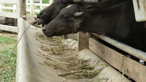 Buffalo Stock Footage 79507823