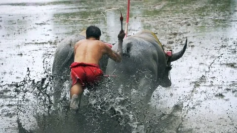 Buffalo 스톡 동영상 93677892