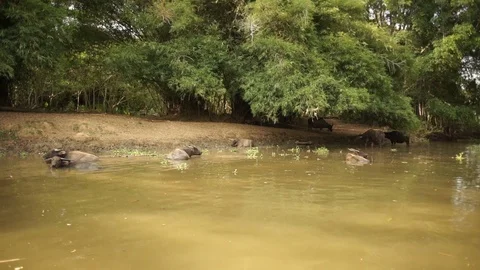 Buffalo Video stock 101493702