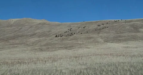 Buffalo Stock Footage 116909560