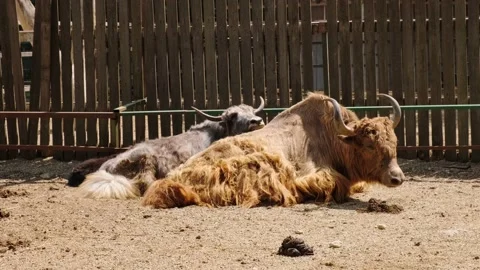 The buffalo Stock Footage 137655108