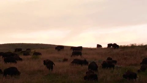 Buffalo Stock Footage 138894539