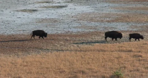 Buffalo Stock Footage 141273649