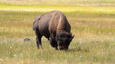 Buffalo Stock Footage 147986863