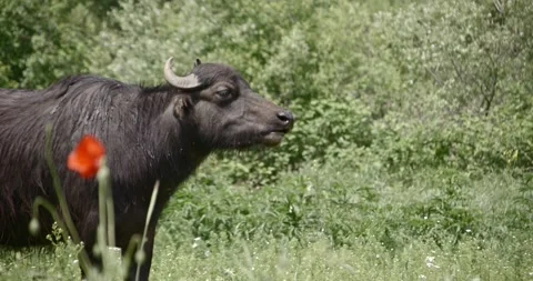 Buffalo Stock Footage 150425147