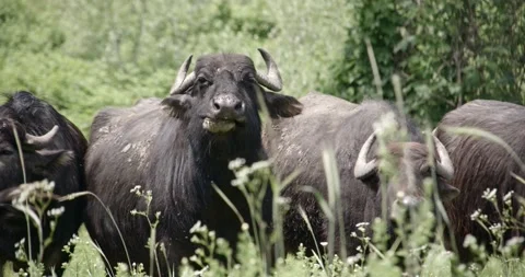 Buffalo Stock Footage 150425161