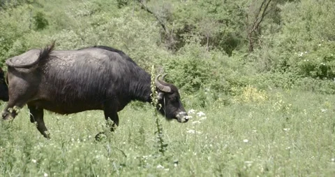 Buffalo Stock Footage 150425190