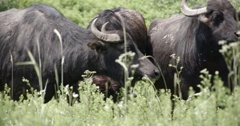 Buffalo Stock Footage 150425199