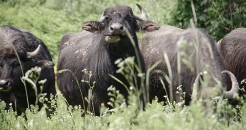 Buffalo Stock Footage 150425207