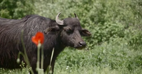 Buffalo Stock Footage 150425218