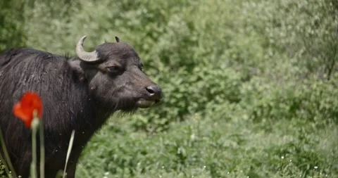 Buffalo Stock Footage 150425234