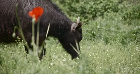 Buffalo Stock Footage 150425256