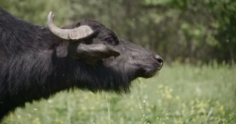 Buffalo Stock Footage 150425279