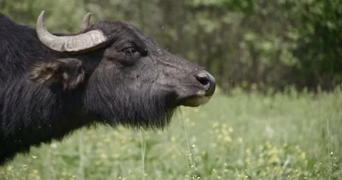 Buffalo Stock Footage 150425314