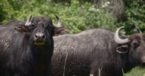 Buffalo Stock Footage 150425339