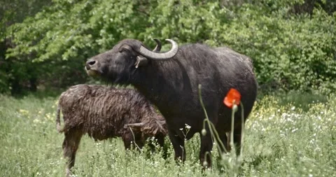 Buffalo Stock Footage 150425364