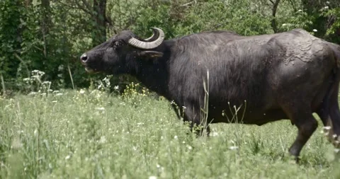 Buffalo Stock Footage 150425366