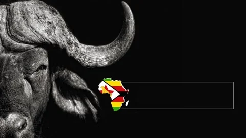 Buffalo 動画素材 153489487