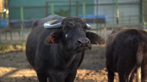 Buffalo Stock Footage 223226978