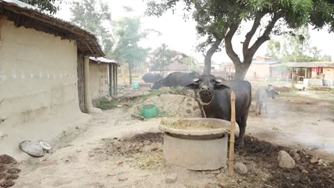 Buffalo Stock Footage 277017628