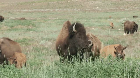 Buffalo foraging in the green grasses Stock Footage 51073366