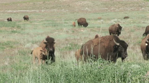 Buffalo foraging in the green grasses Stock Footage 51074693