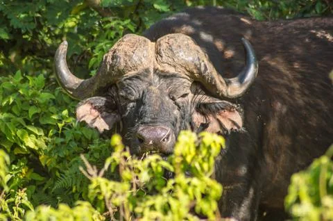 Buffalo in the forest Stock Photos