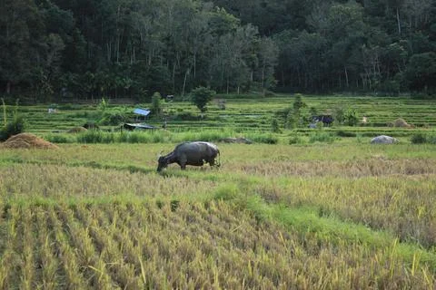 A buffalo in a forest,nature view Stock Photos