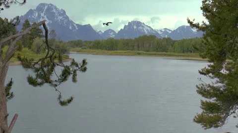 Buffalo Fork of the Snake River with bird flying Video stock 299946023