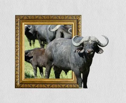 Buffalo in frame with 3d effect 写真素材
