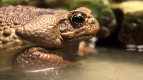Buffalo frog in in water Vídeos de archivo 234419485