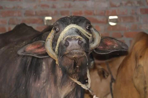 A Buffalo with funny looking expression. Stock Photos
