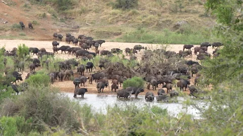 Buffalo gathering at a waterhole. Stock Footage 159577992