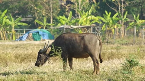 Buffalo get the trouble with rope Stock Footage 48353374