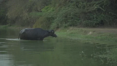 Buffalo going home Video stock 186453979