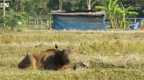 Buffalo is going to sleep Stock Footage 48354280