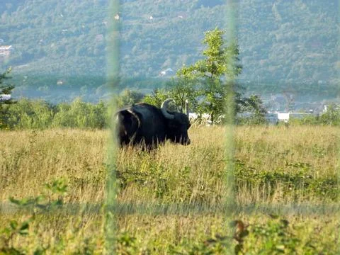 Buffalo in the grass - Maramures Stockfoto's