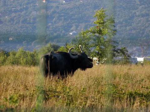 Buffalo in the grass - Maramures Fotos de archivo