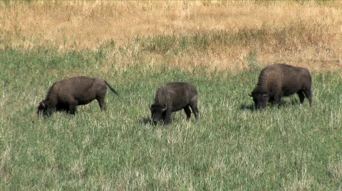 Buffalo Graze Vídeo Stock 780472