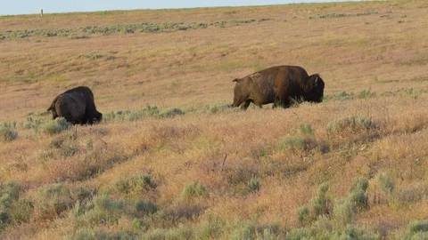 Buffalo Graze Stock Footage 79802286