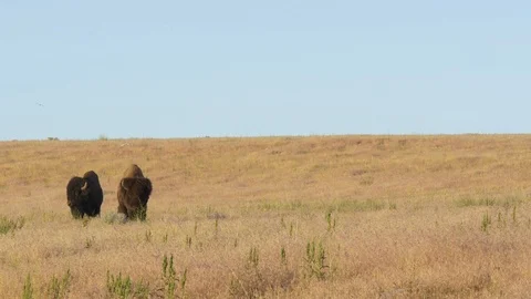 Buffalo Graze Stock Footage 105486225